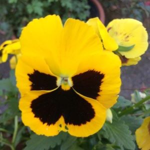 Meet your Posher, Nancy